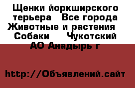 Щенки йоркширского терьера - Все города Животные и растения » Собаки   . Чукотский АО,Анадырь г.
